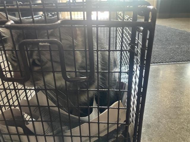 La Bebis - Domestic Short Hair