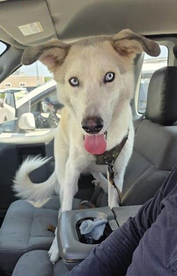 Goose - Husky