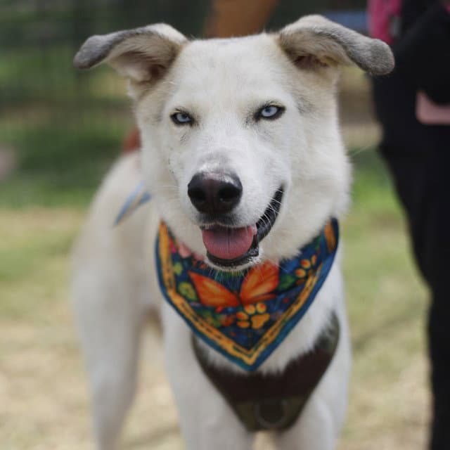 Goose - Husky