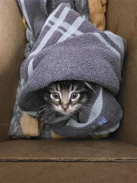 Sunny - Domestic Short Hair