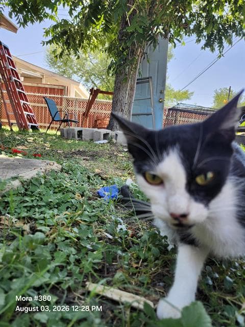 Natusha - Domestic Short Hair
