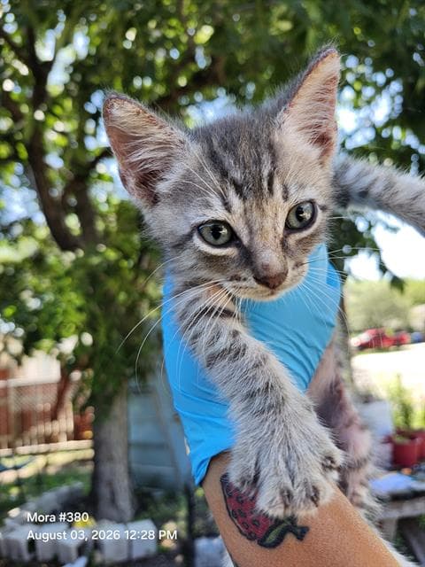 Grecia - Domestic Short Hair