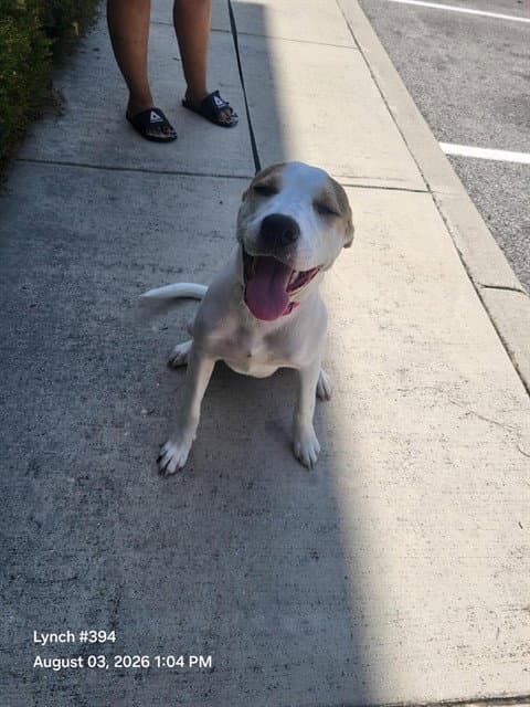 Maya May - American Staffordshire Terrier