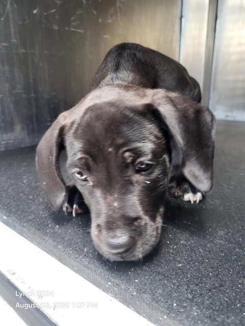 Katara - Labrador Retriever