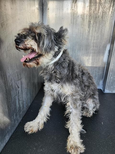 Sam - Miniature Schnauzer