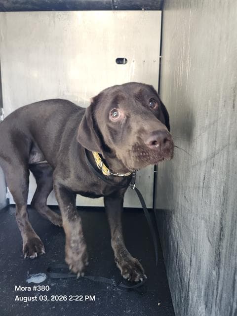 Riley - Labrador Retriever