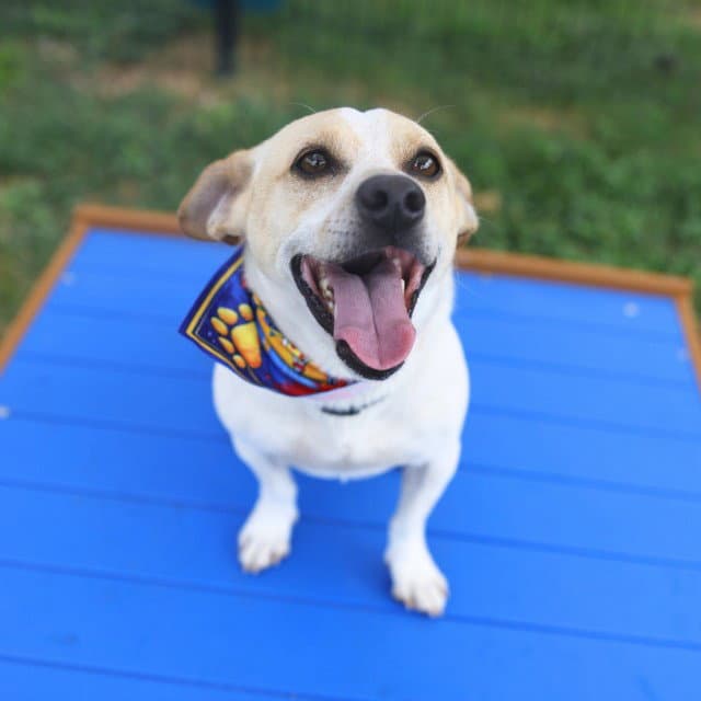 Teddy - Chihuahua