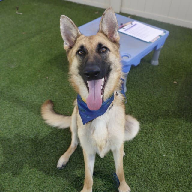 Delilah - German Shepherd Dog