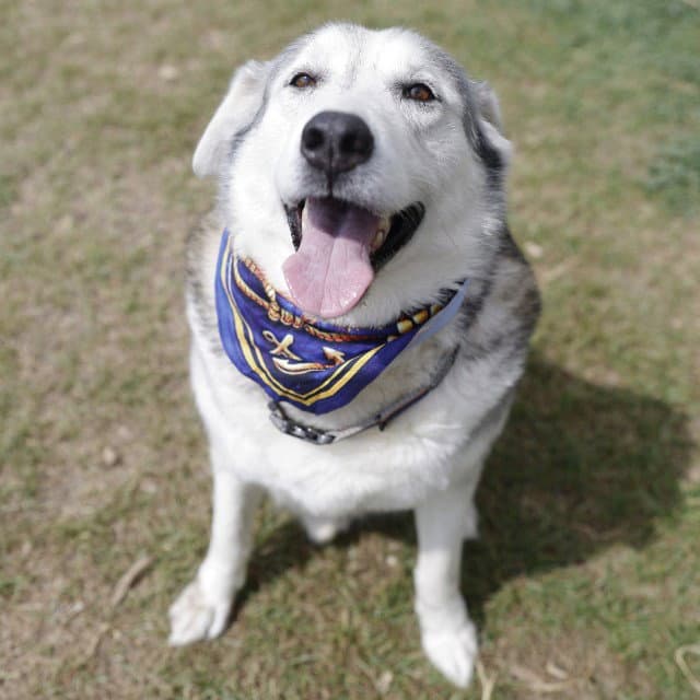 Max - Husky