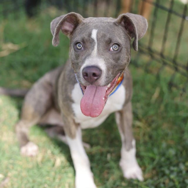 Hazel - American Staffordshire Terrier