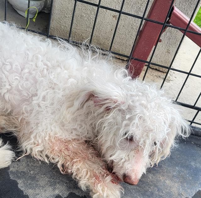 Tsuki - Poodle (Miniature)