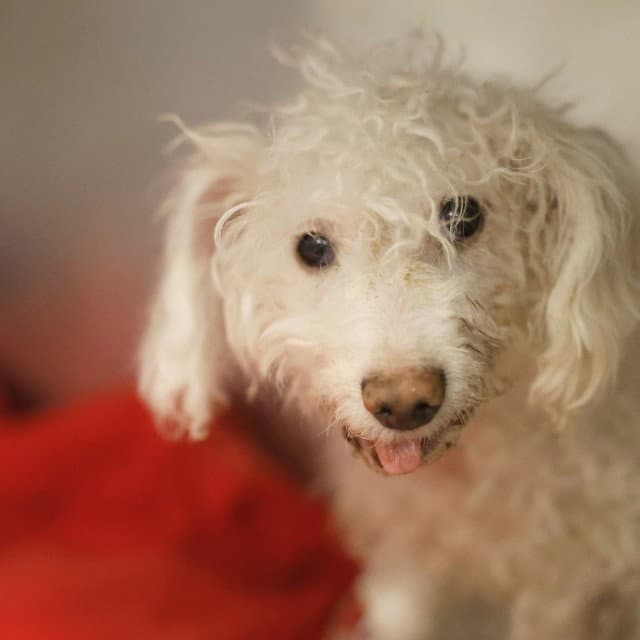 Tsuki - Poodle (Miniature)