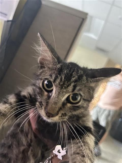 Evan - Domestic Medium Hair