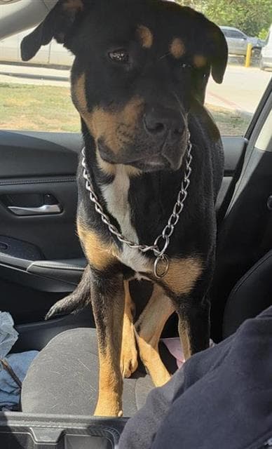 Mike - Rottweiler