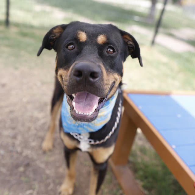 Mike - Rottweiler