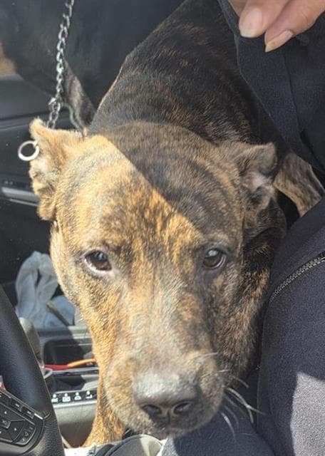 Buzz - Dutch Shepherd