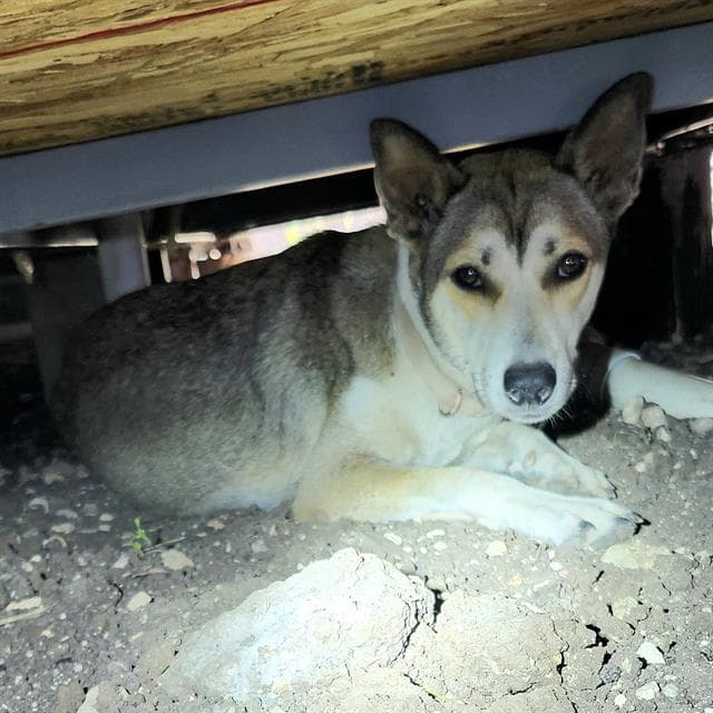 Luna - Husky