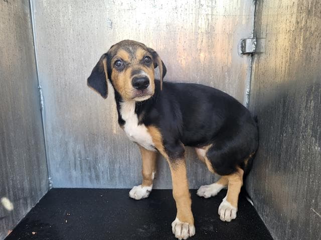 Amber - Beagle
