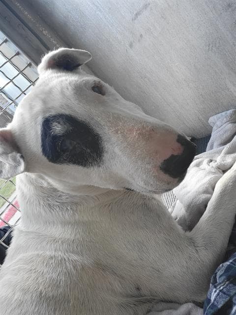 Target - Bull Terrier