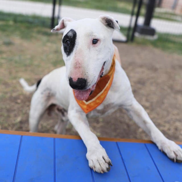 Target - Bull Terrier