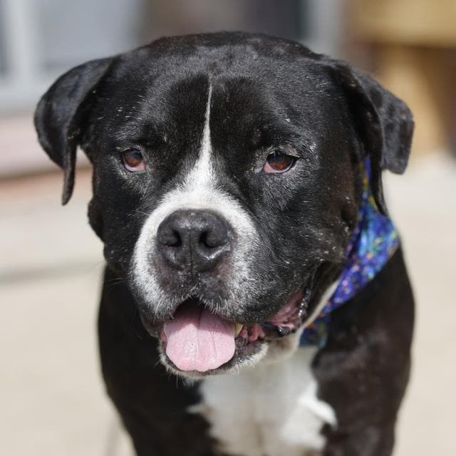 Oso - American Staffordshire Terrier