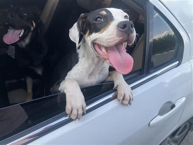 Ivy - American Staffordshire Terrier