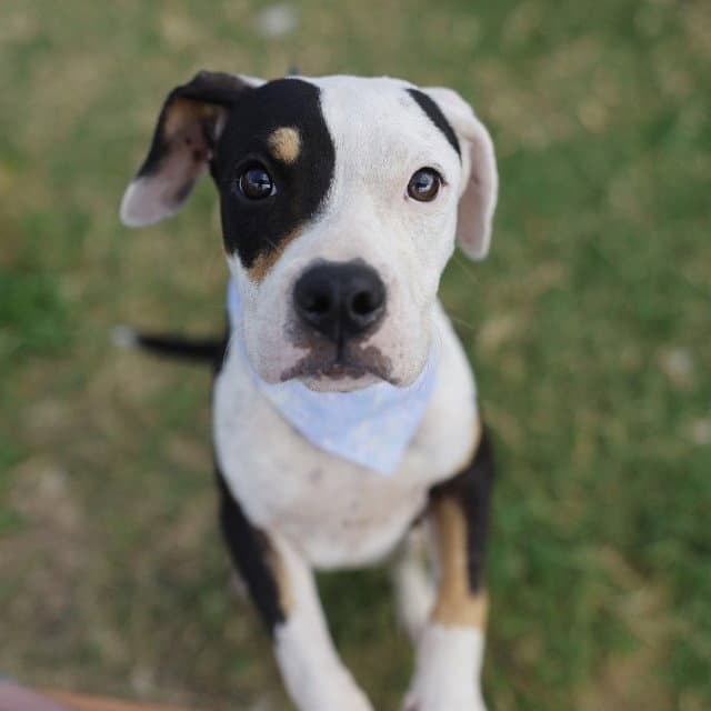Ivy - American Staffordshire Terrier