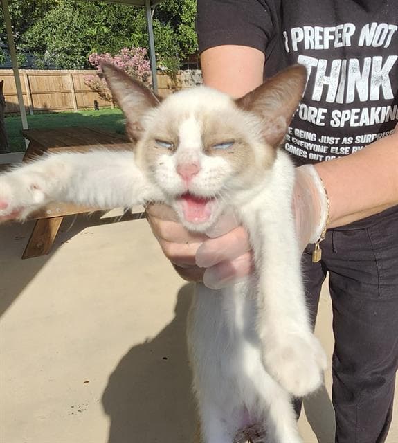 Sunfyre - Domestic Short Hair