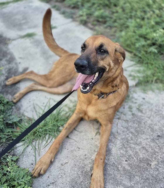 Malibu - Black Mouth Cur