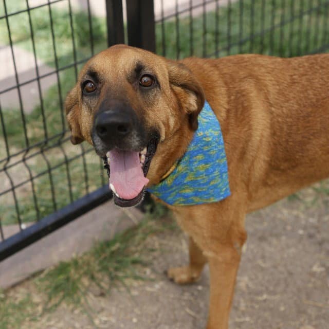 Malibu - Black Mouth Cur