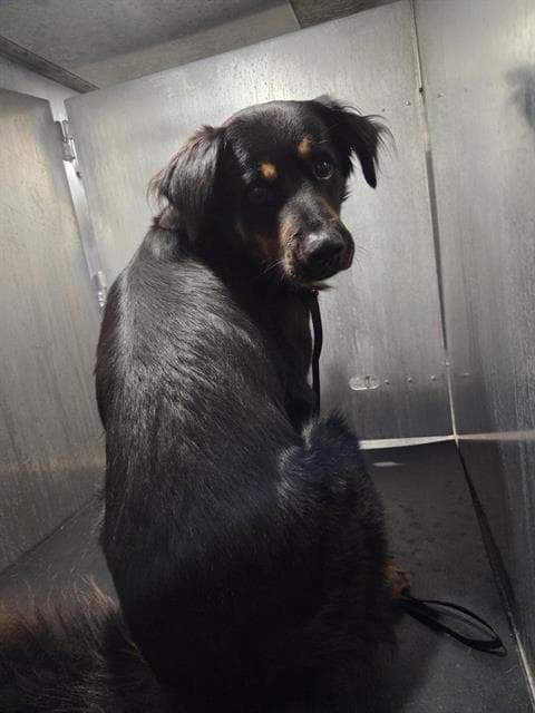 Gambit - Rottweiler