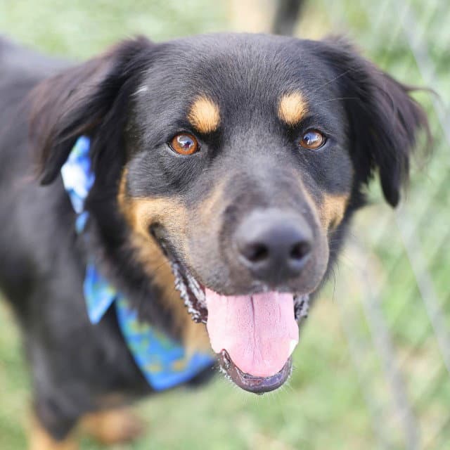 Gambit - Rottweiler