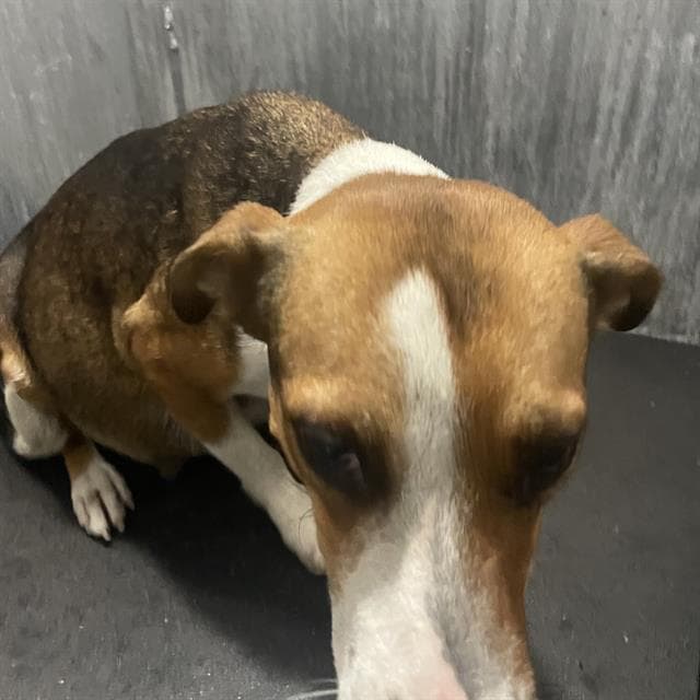 Trixie - Terrier