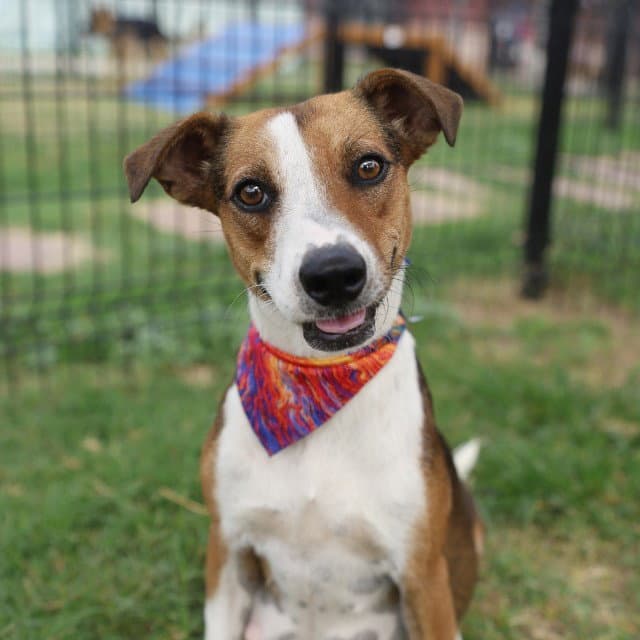 Trixie - Terrier