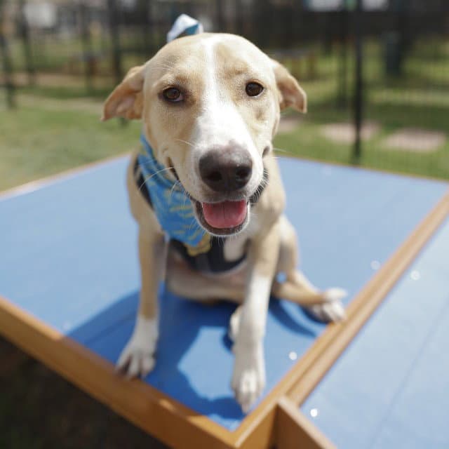 Bella Star - Labrador Retriever