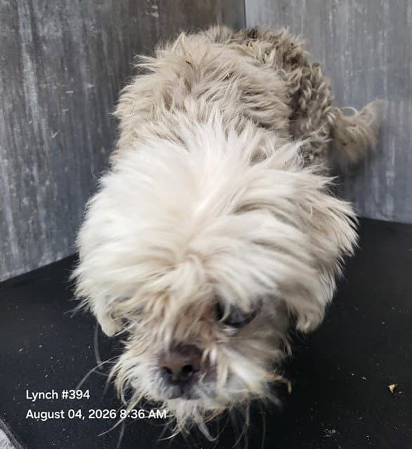 George - Maltese