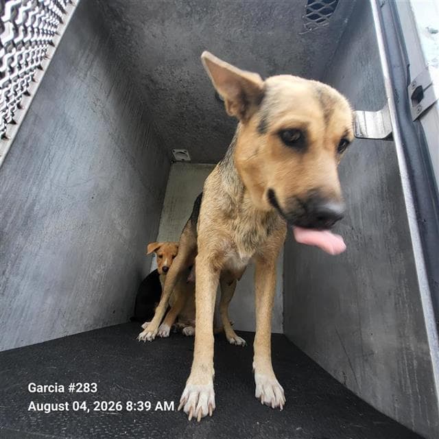 Simone - German Shepherd Dog