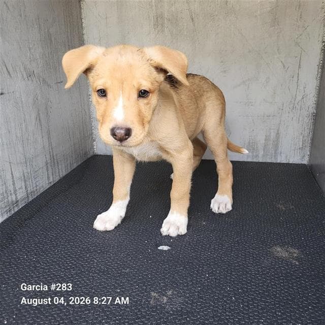 Sebastian - German Shepherd Dog