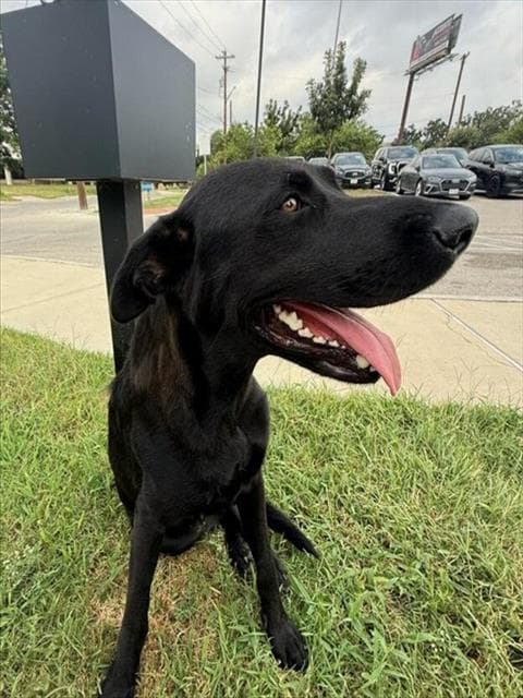 Jasmine Jay - Labrador Retriever