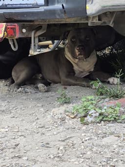 Patas image 1