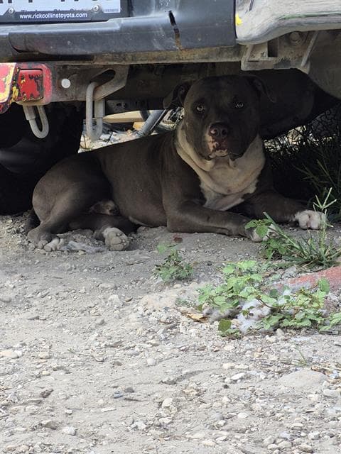 Patas - American Staffordshire Terrier