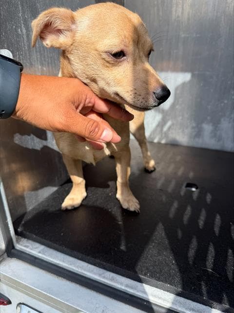 Mila - Chihuahua