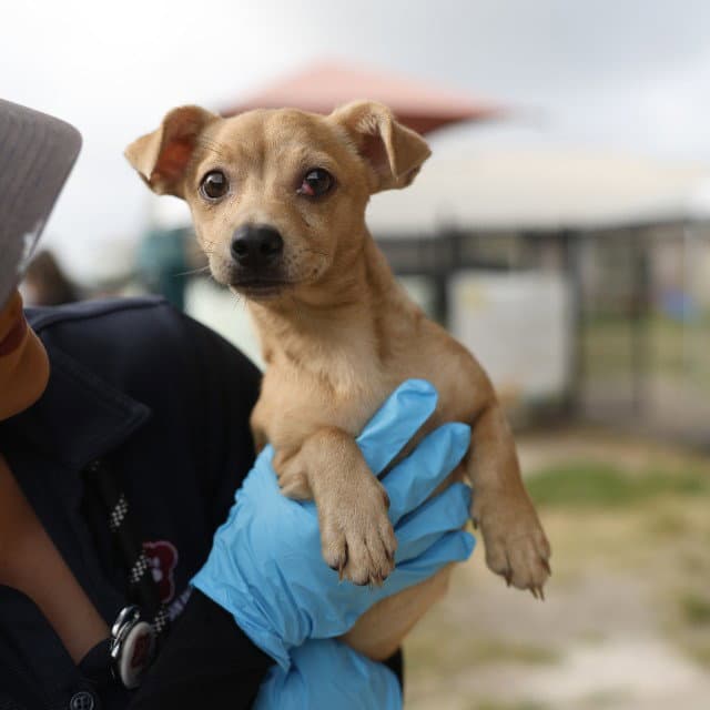 Mila - Chihuahua