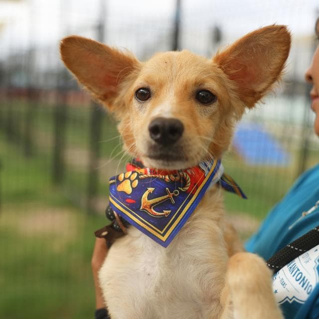 Maple - Terrier