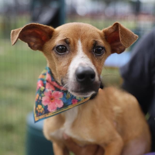 Gus - Chihuahua