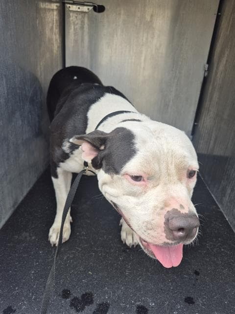 Gorda - American Staffordshire Terrier