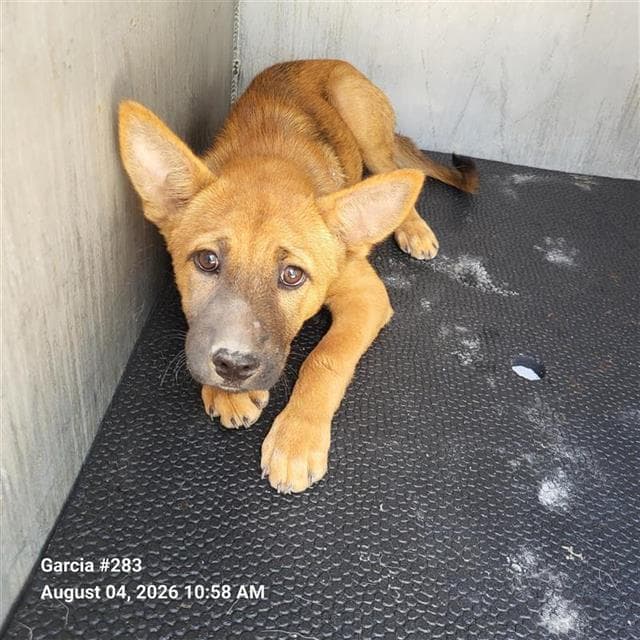 Rita - German Shepherd Dog