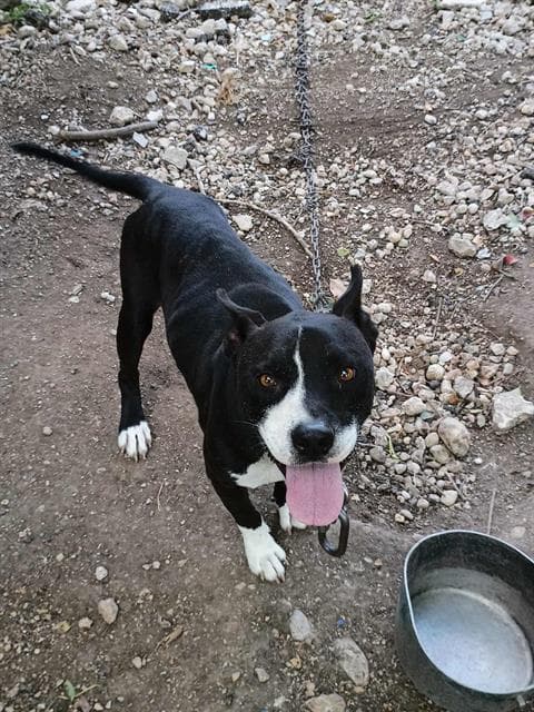 Dj - American Staffordshire Terrier