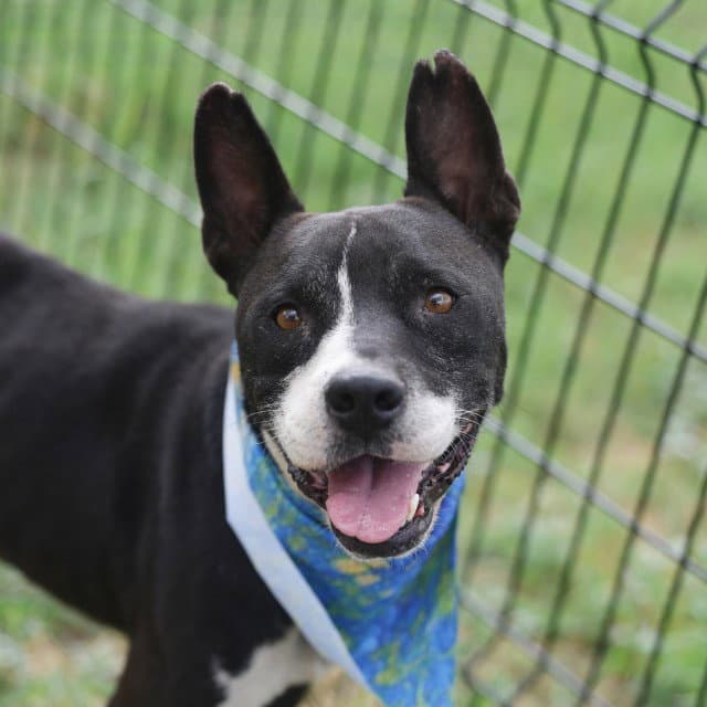 Dj - American Staffordshire Terrier