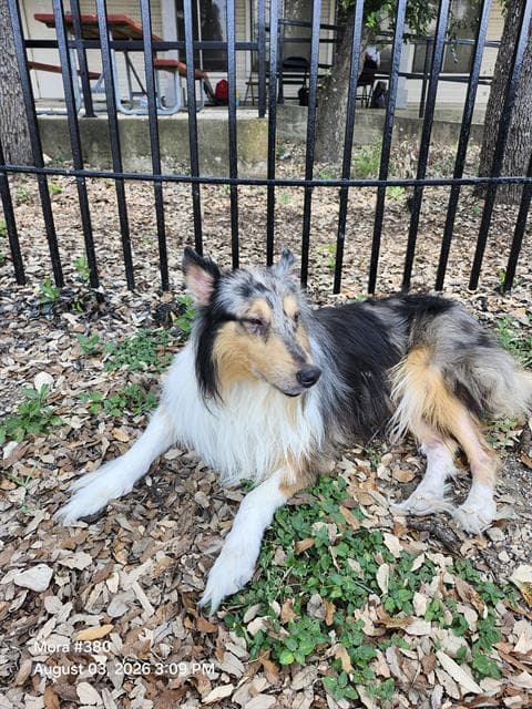 Obi - Collie